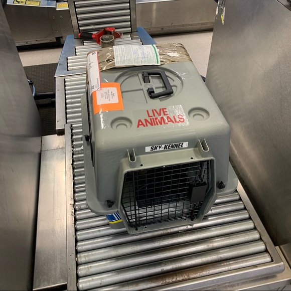 Rusty - Picture 4 of 6